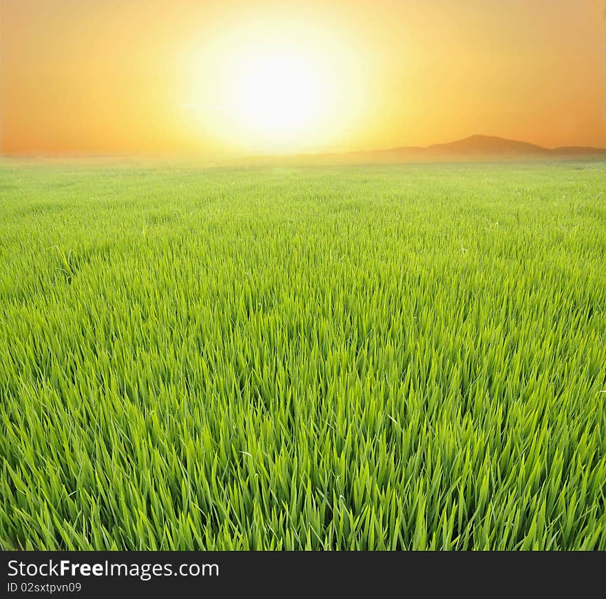 Paddyfield