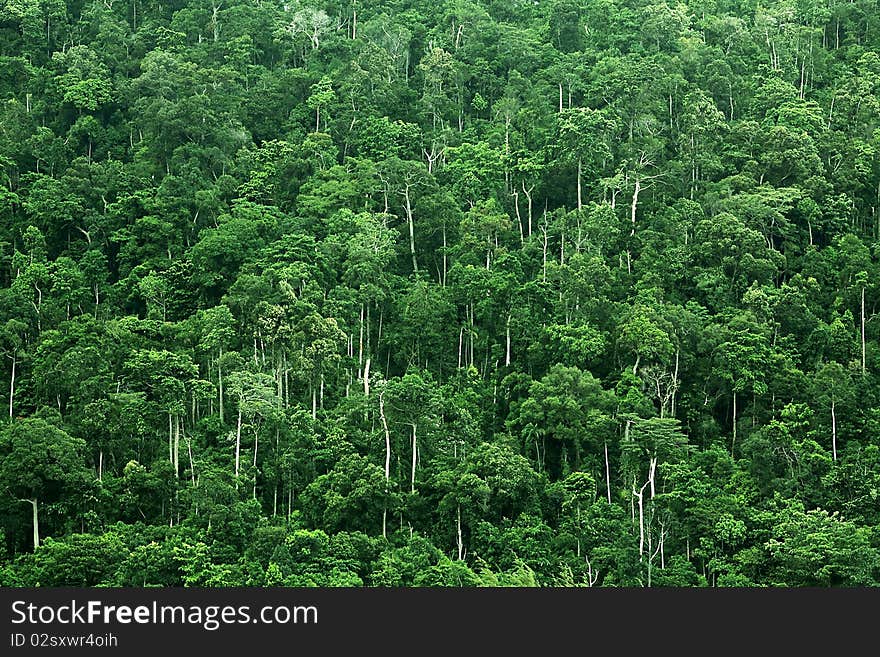 Scenic view of forest on mountainside. Scenic view of forest on mountainside