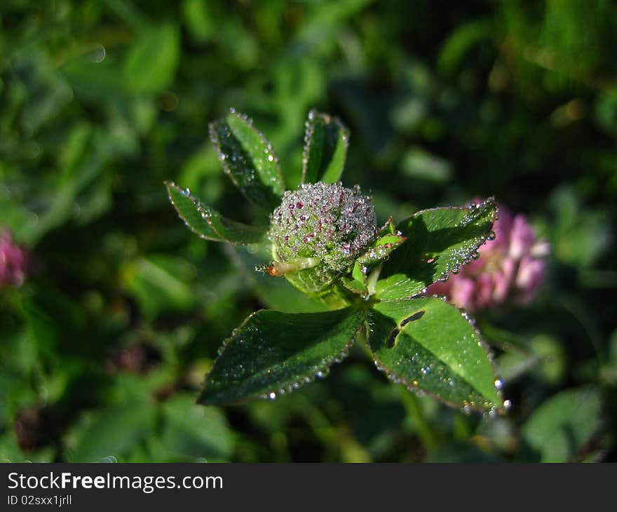 Brilliant Dew On A Clover