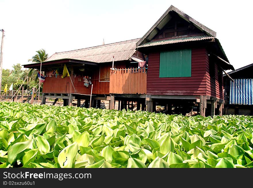 Water hyacinth and the house