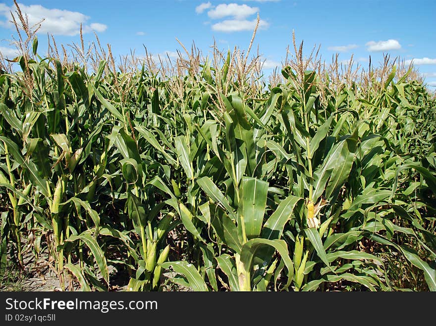 Rows in field of Corn Stalks Growing. Rows in field of Corn Stalks Growing