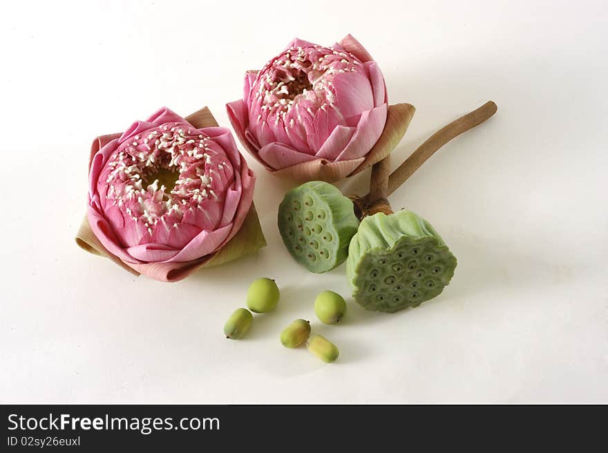 Water lily flower on white background