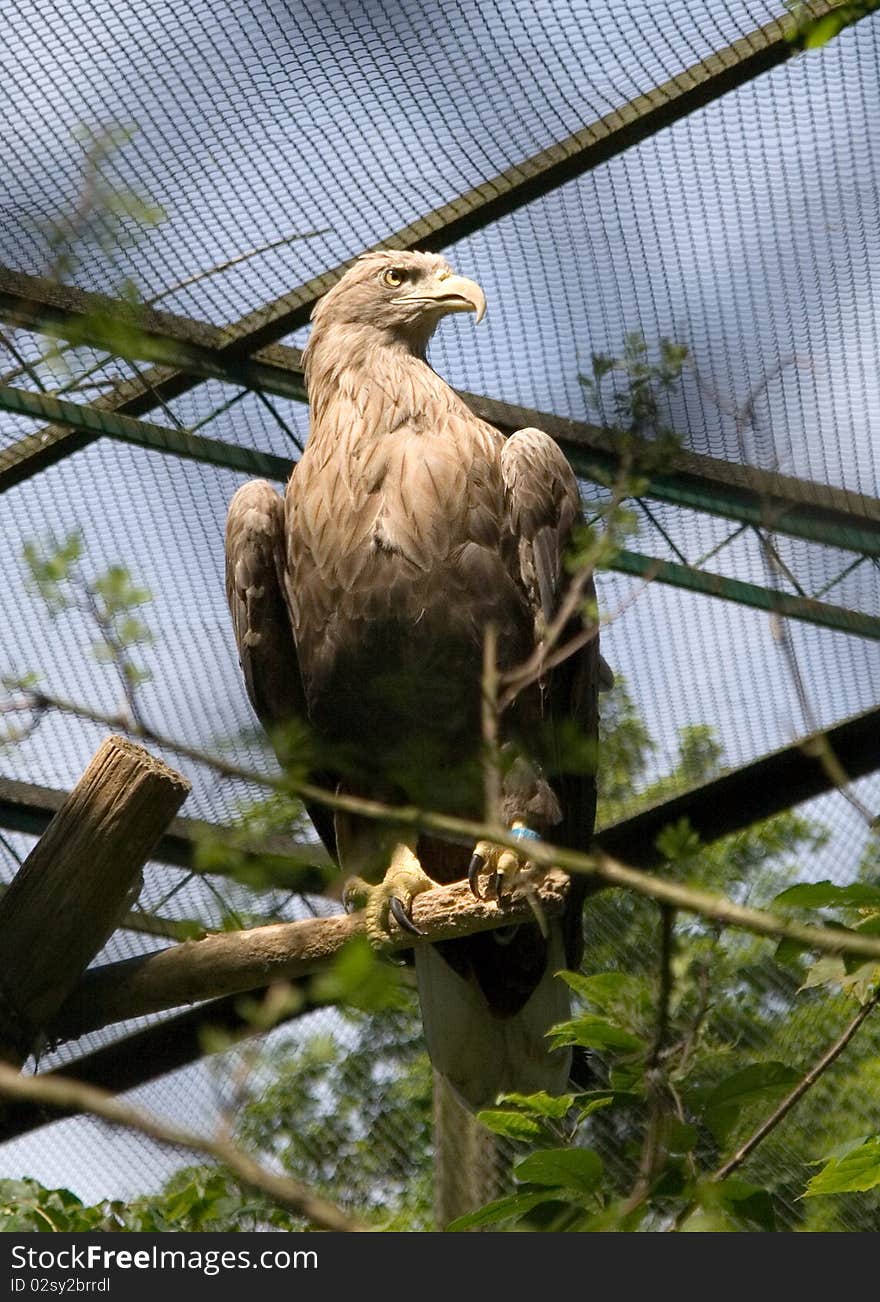 The White-tailed Eagle is a large bird of prey in the family Accipitridae which includes other raptors such as hawks, kites, and harriers.