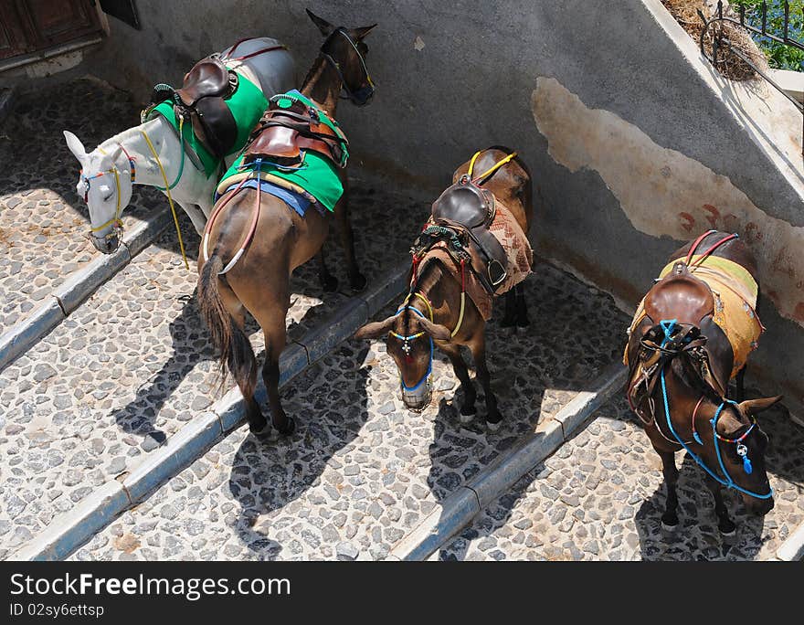 Donkeys at Fira, Santorini