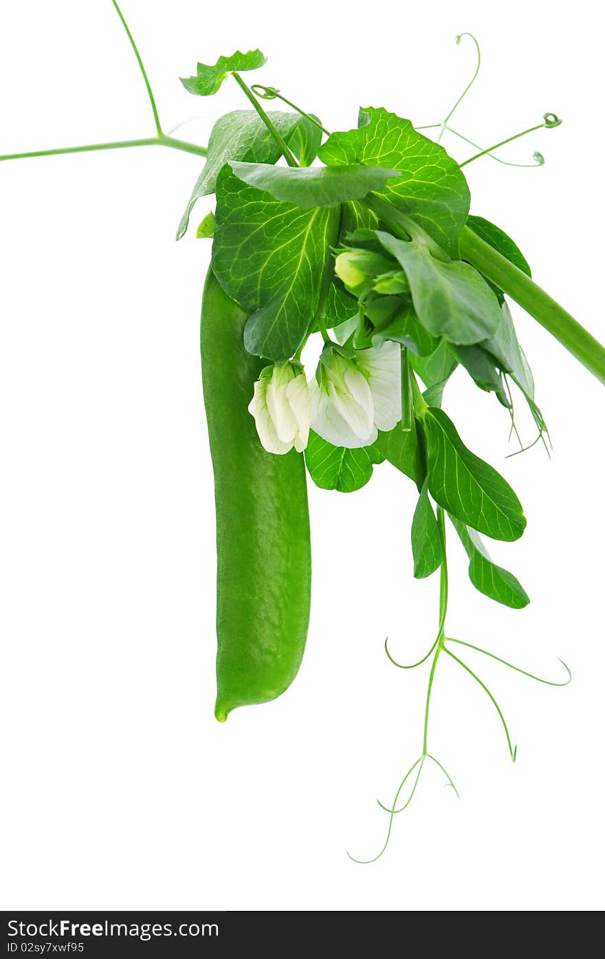 Fresh green pea pod isolated on white background