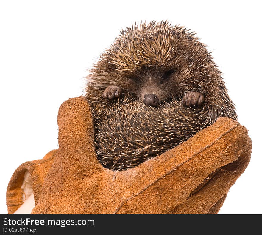 Nice hedgehog animal in hands isolated on white background