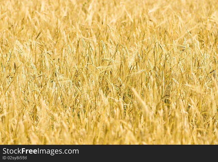 Closeup photo of yellow wheat stalks and field. Closeup photo of yellow wheat stalks and field