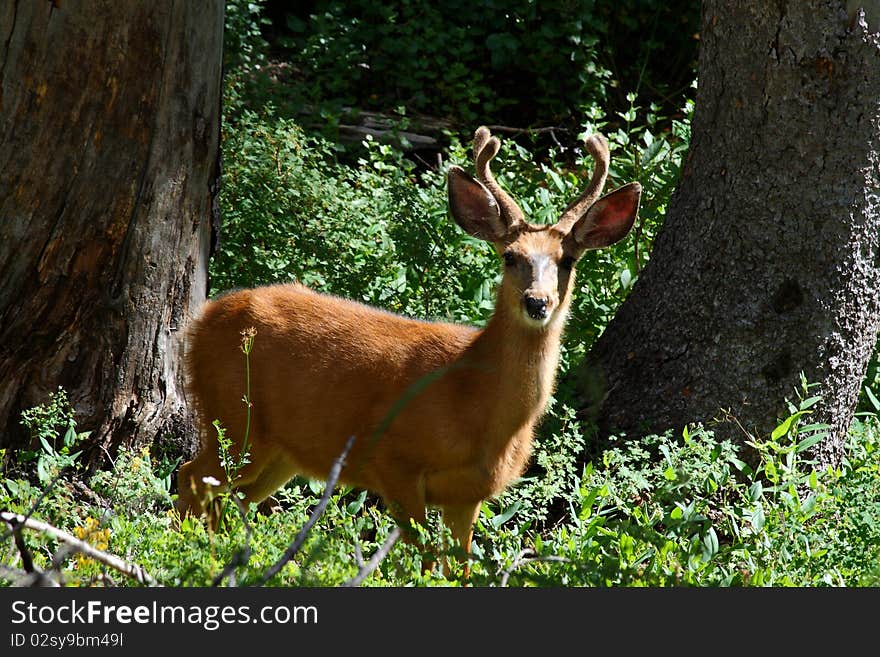 A young Mule Deer buck (odocoileus hemionus) takes a break from munching on forest grass to stare at the photographer.