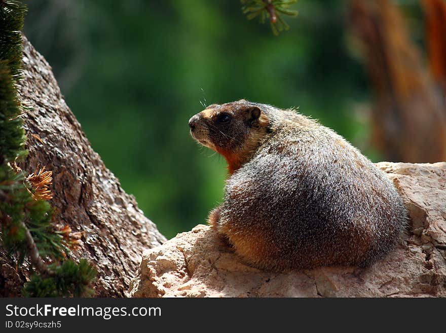 A Yellow Bellied Marmot (marmota flaviventris) suns himself on a boulder under and ancient Bristlecone Pine Tree in Cedar Breaks National Monument, Utah.