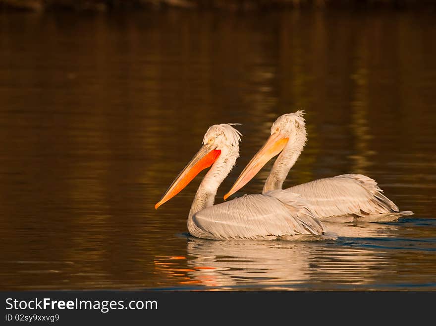 Dalmatian Pelicans Pair