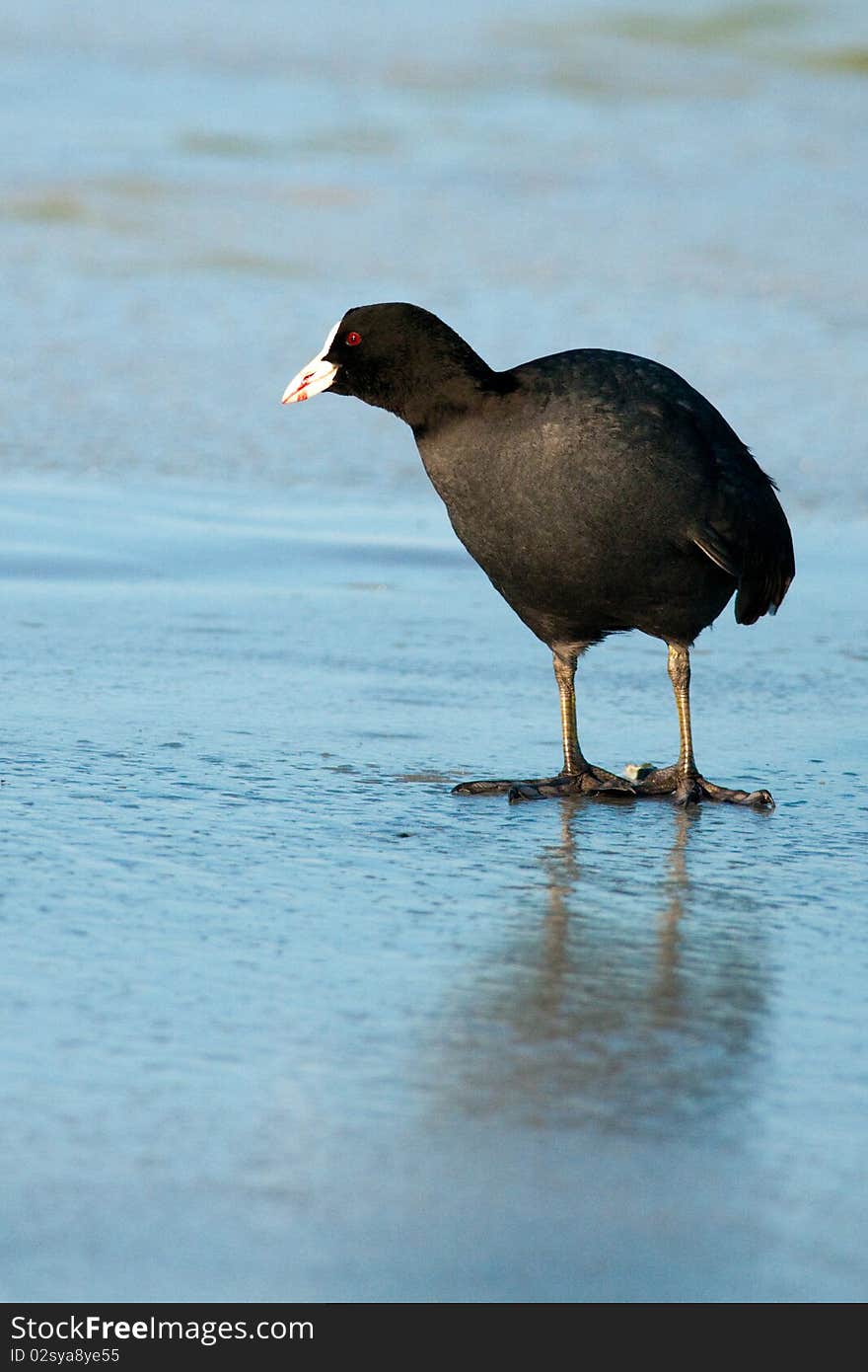 Common Coot on Ice