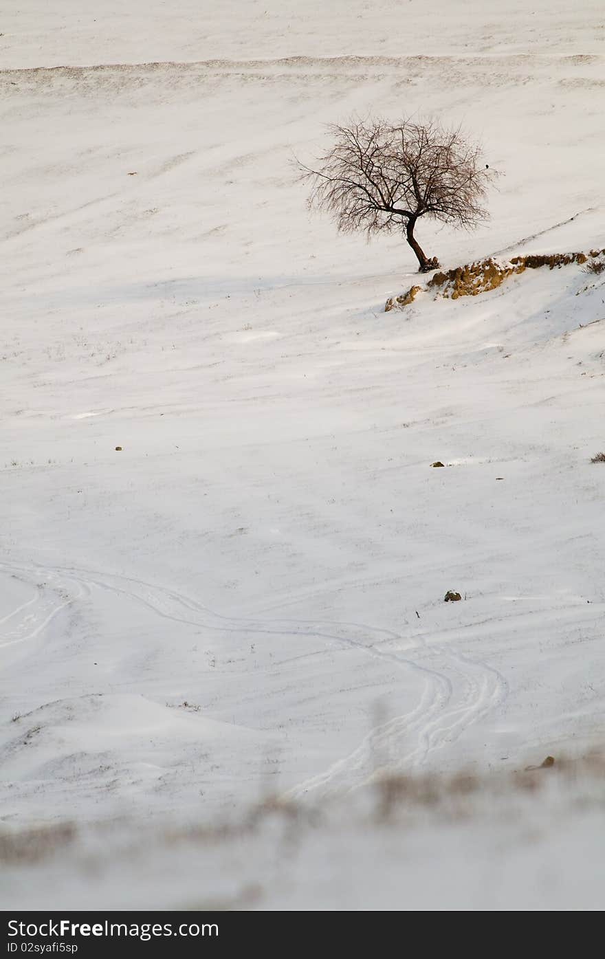 Single Tree in Snow