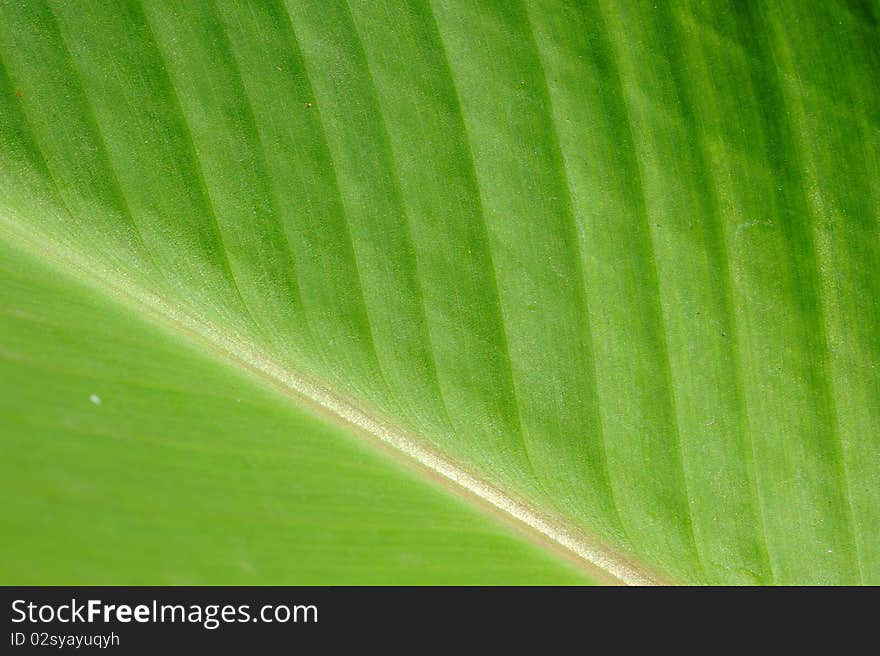 Leaf of a plant close up. Leaf of a plant close up.