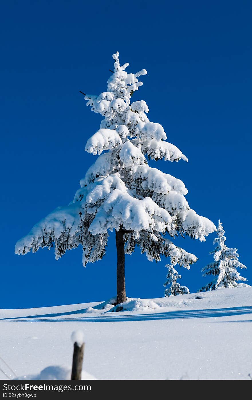 Fir Covered With Snow In Winter