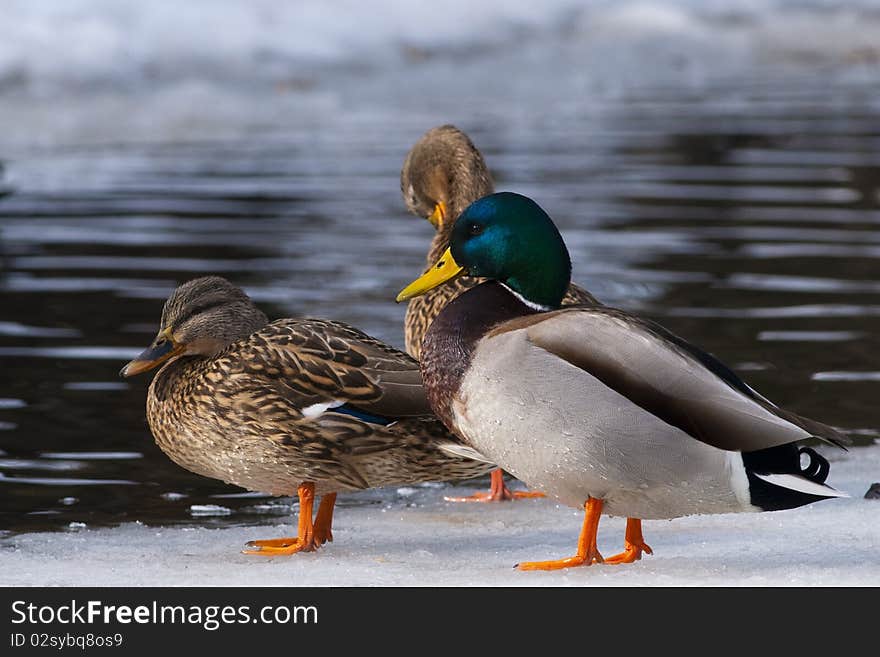 Mallard Ducks on Ice