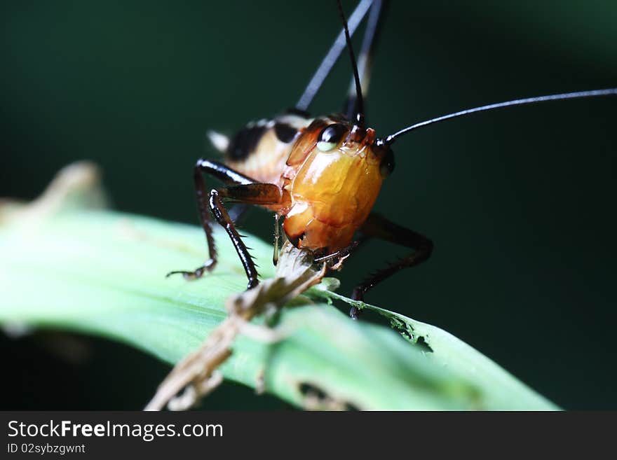 Katydid Feeding