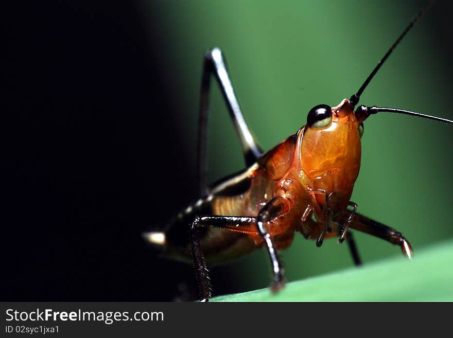 Katydid Portrait