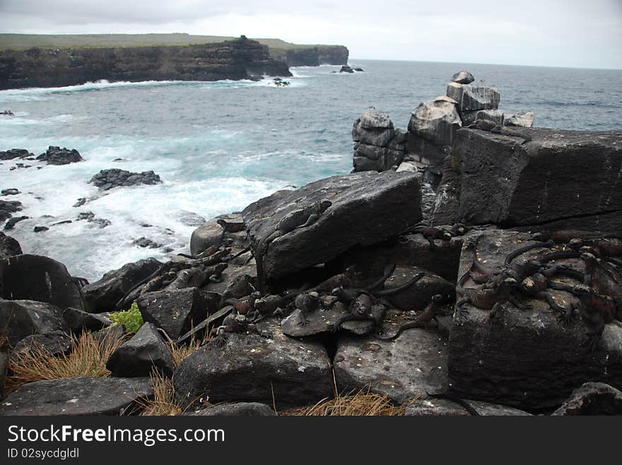 Galapagos Iguanas over some rocks