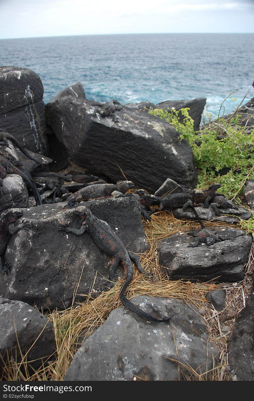 Galapagos Iguanas