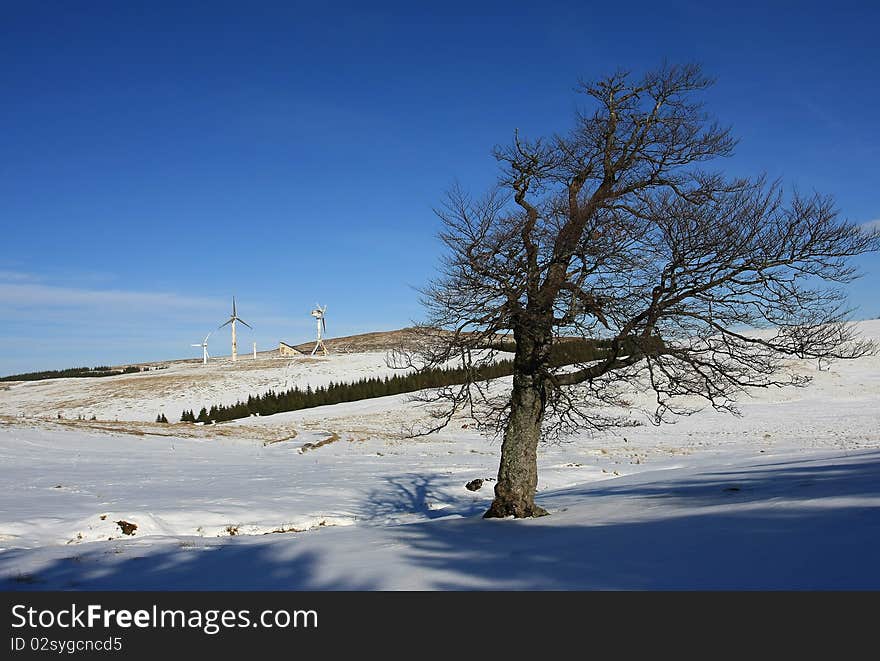 Winter landscape