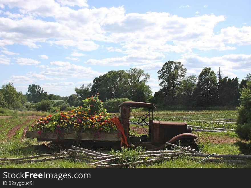 An old farm truck is used as a bed for beautiful flowers in a rural field. An old farm truck is used as a bed for beautiful flowers in a rural field.