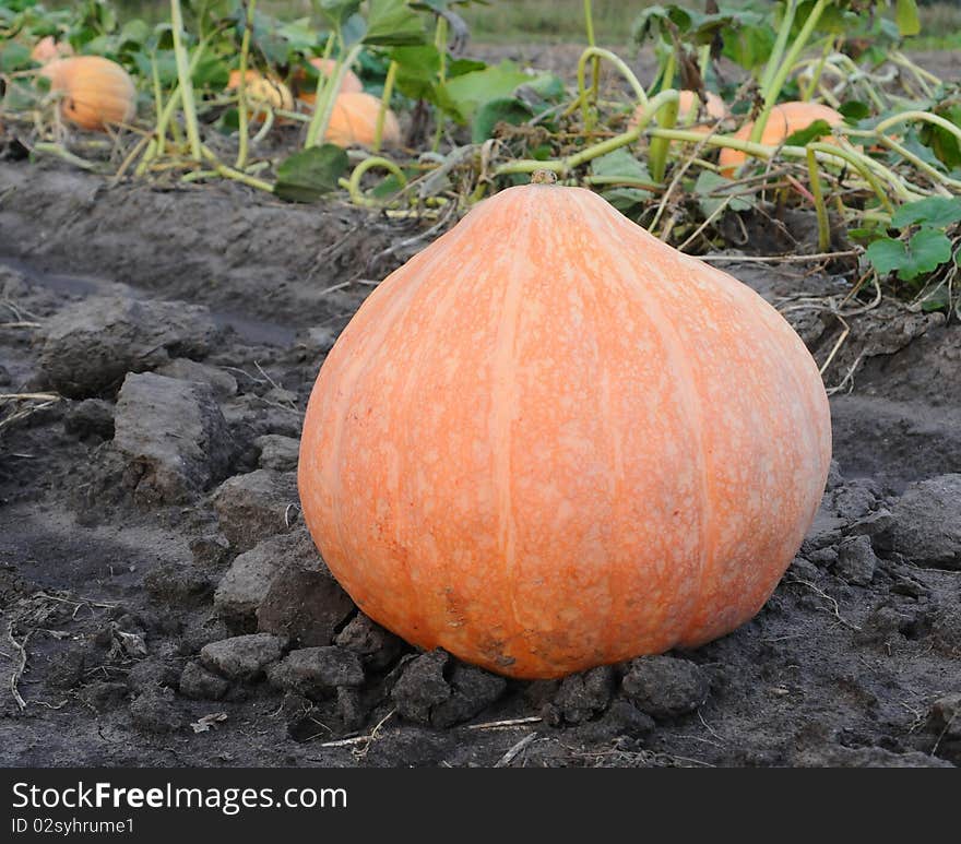 Big pumpkin in the field