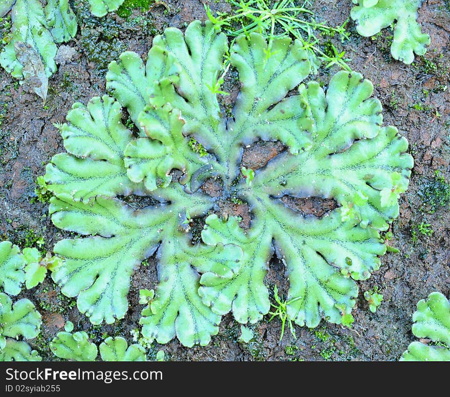 Green ornament of a moss