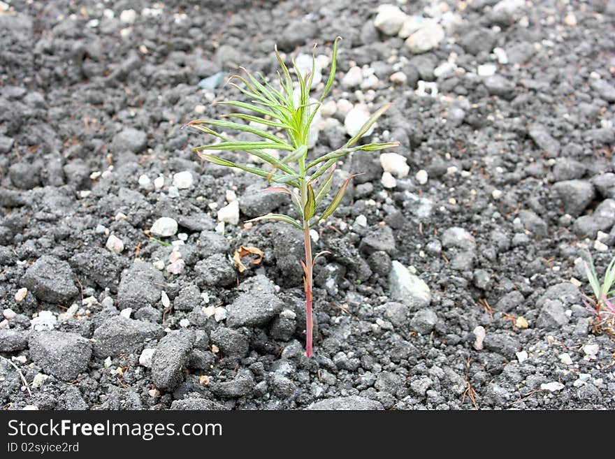 Sprout on asphalt