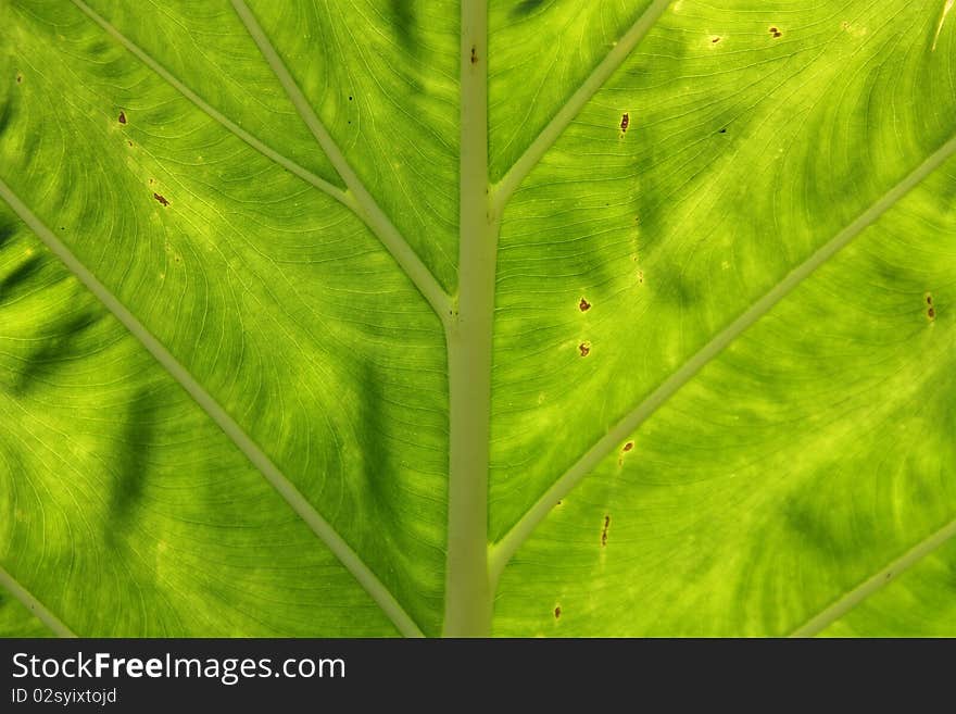 This is a detail of Bon leaf in the garden.