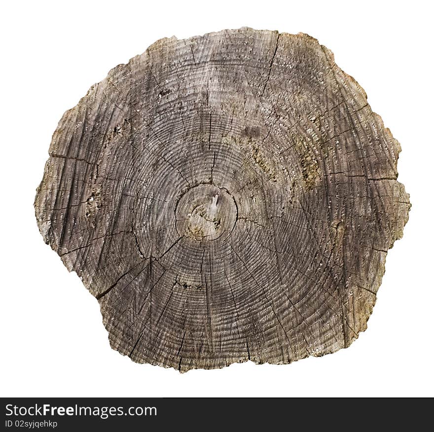 Cross Section Of Pine Tree