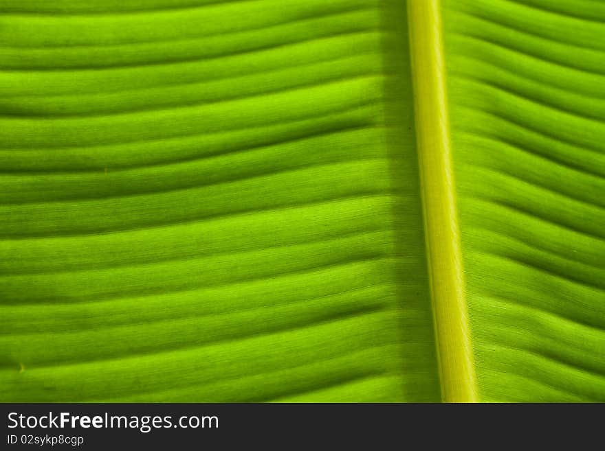 Green banana leaves.