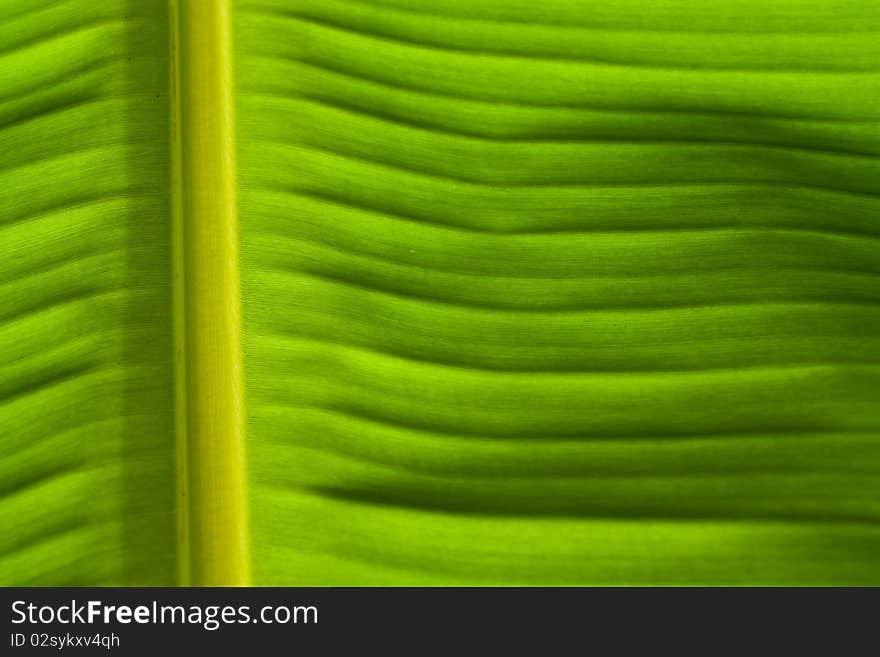 Fresh green banana leaves on the morning of the media. Fresh green banana leaves on the morning of the media.