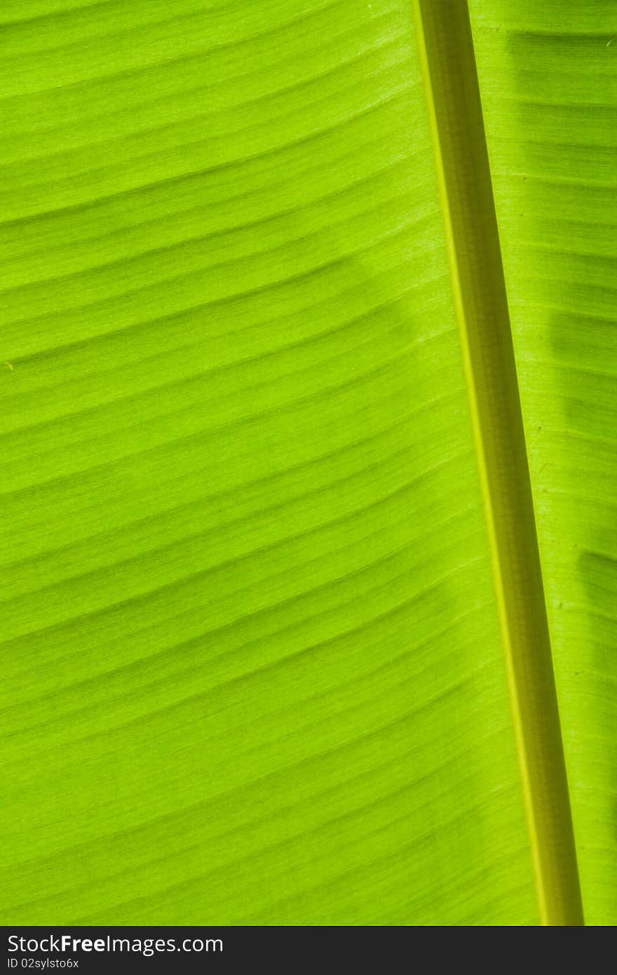 Green banana leaves.