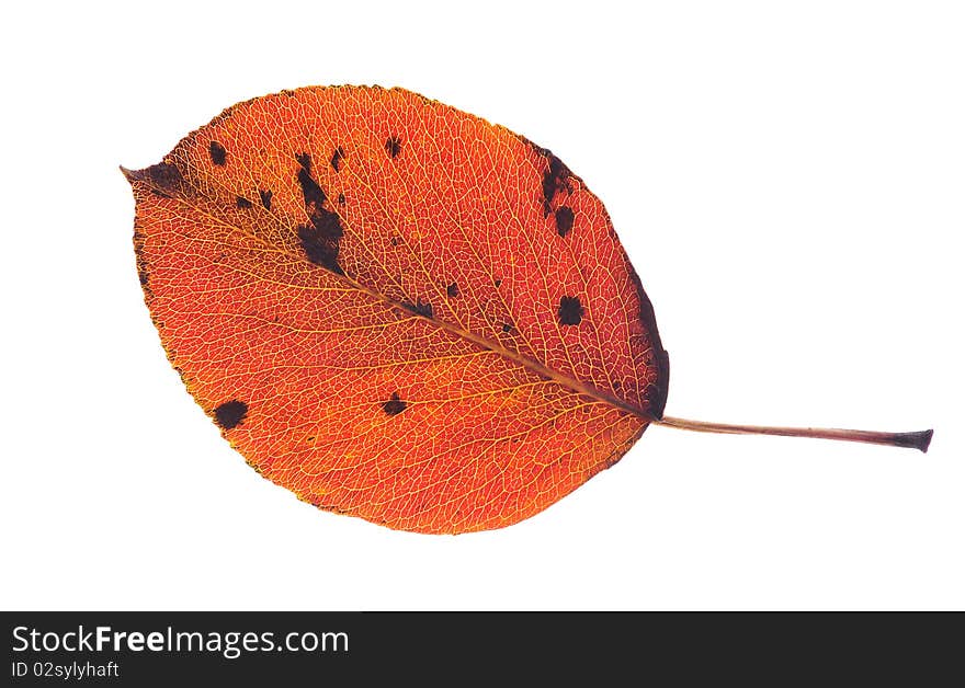 Red leaf on white background