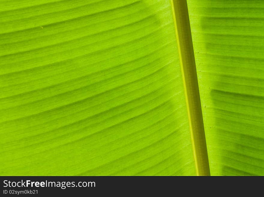 Green banana leaves.