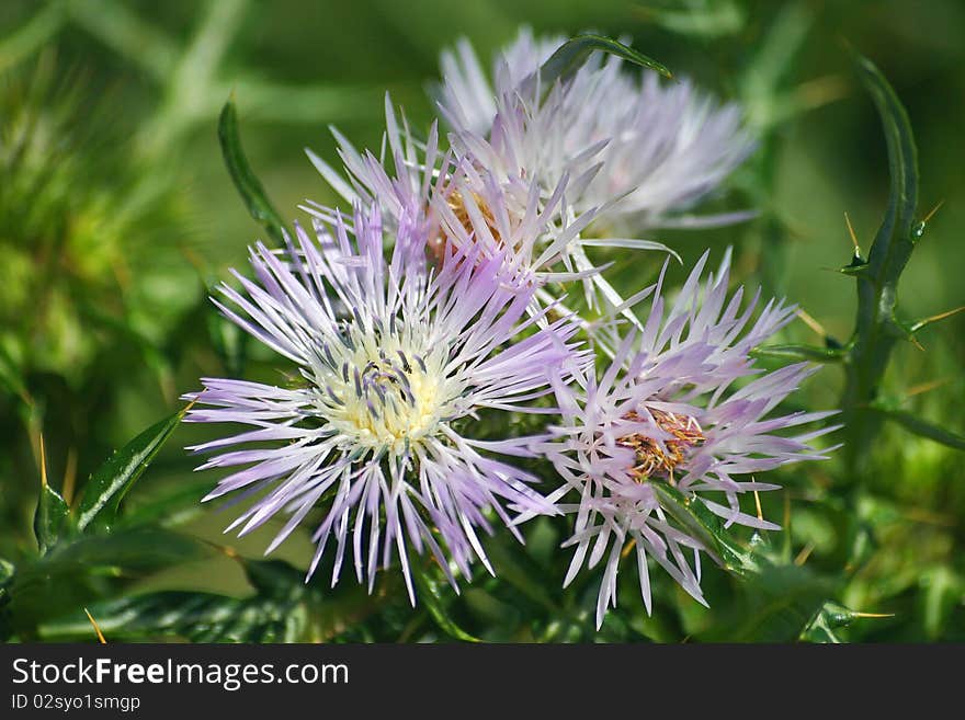 Carduncellus flowers (Carduncellus caeruleus)