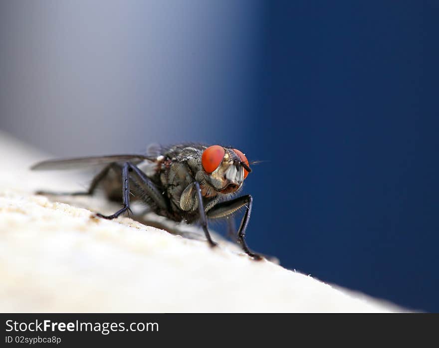 Housefly - Sarcophaga carnaria with blue background