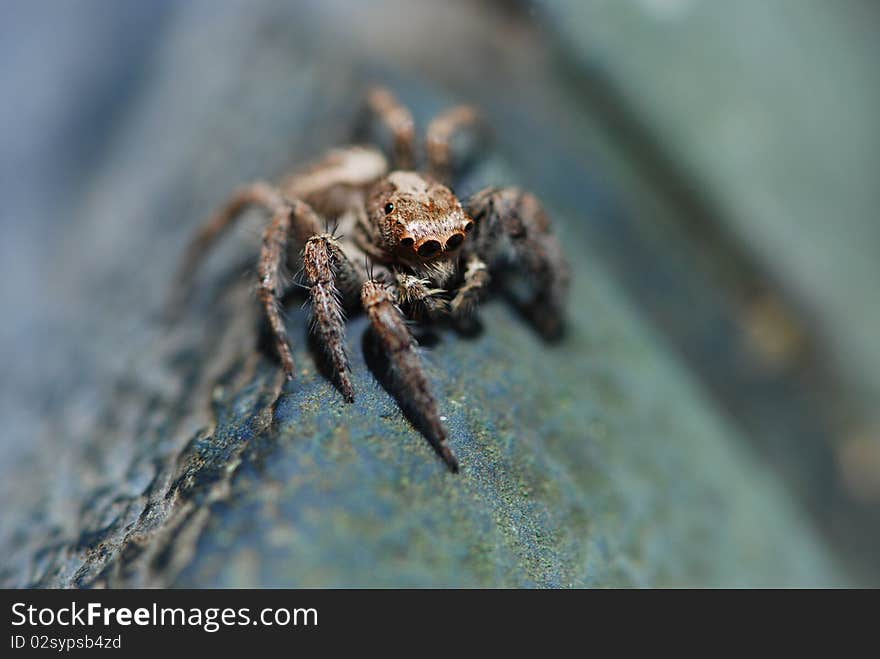 This spider is a member of the jumping spiders family. This spider doesn't build webs, it jumps and attracts its pray