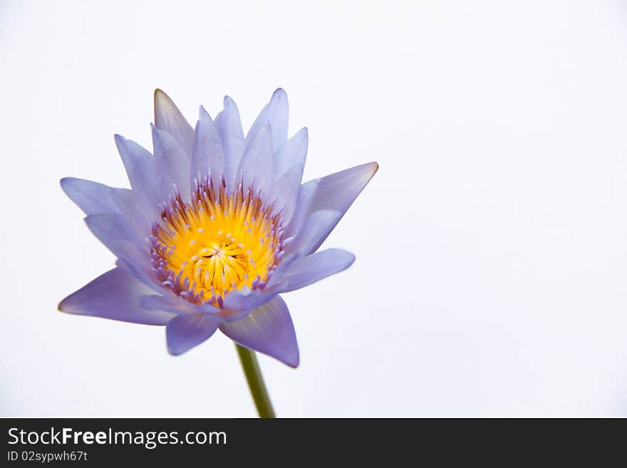 Purple waterlily in white background