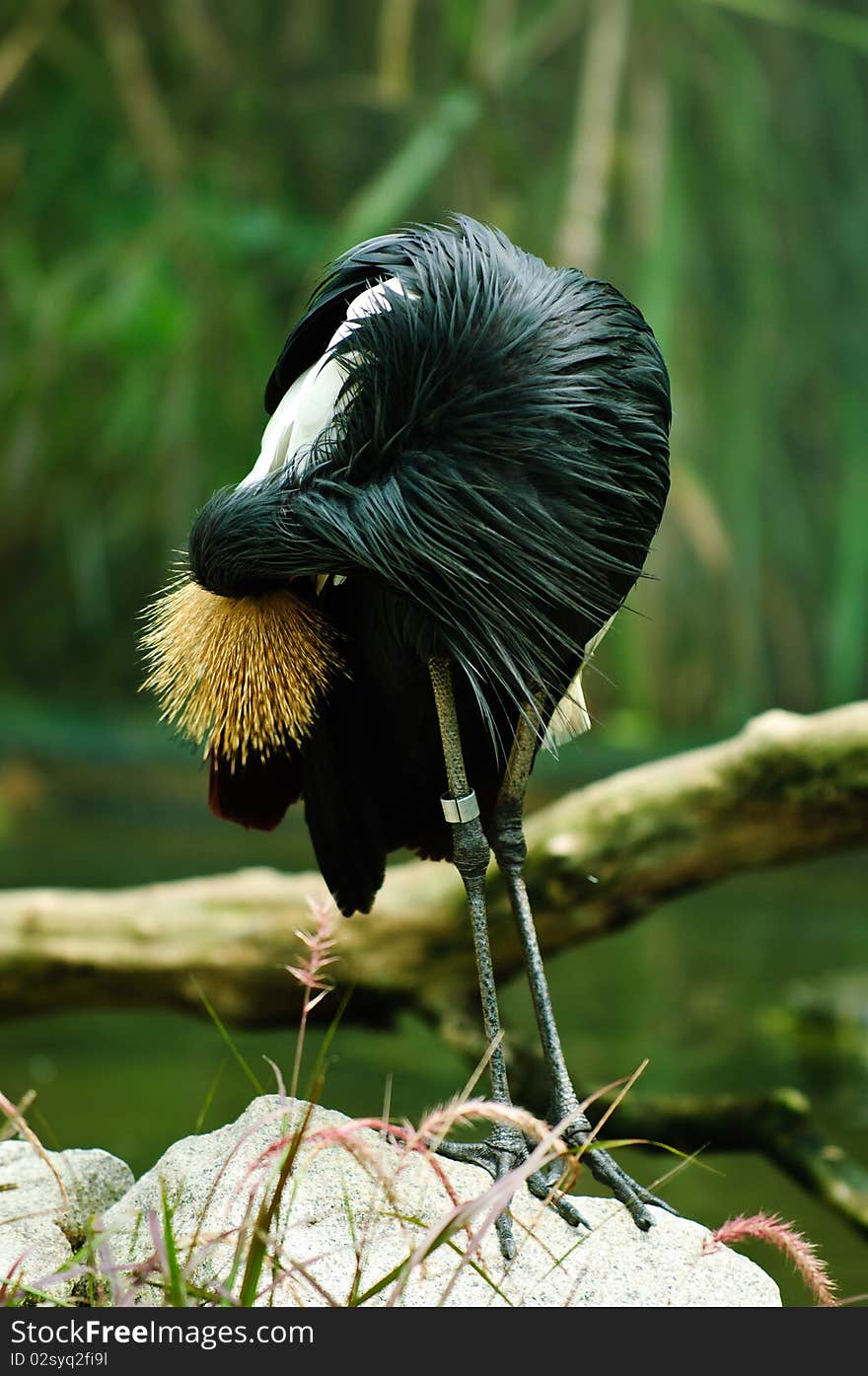 African Crowned Crane (Balearica regulorum)  is a bird in the crane family Gruidae. It occurs in dry savannah in Africa south of the Sahara, although it nests in somewhat wetter habitats. This animal does not migrate.