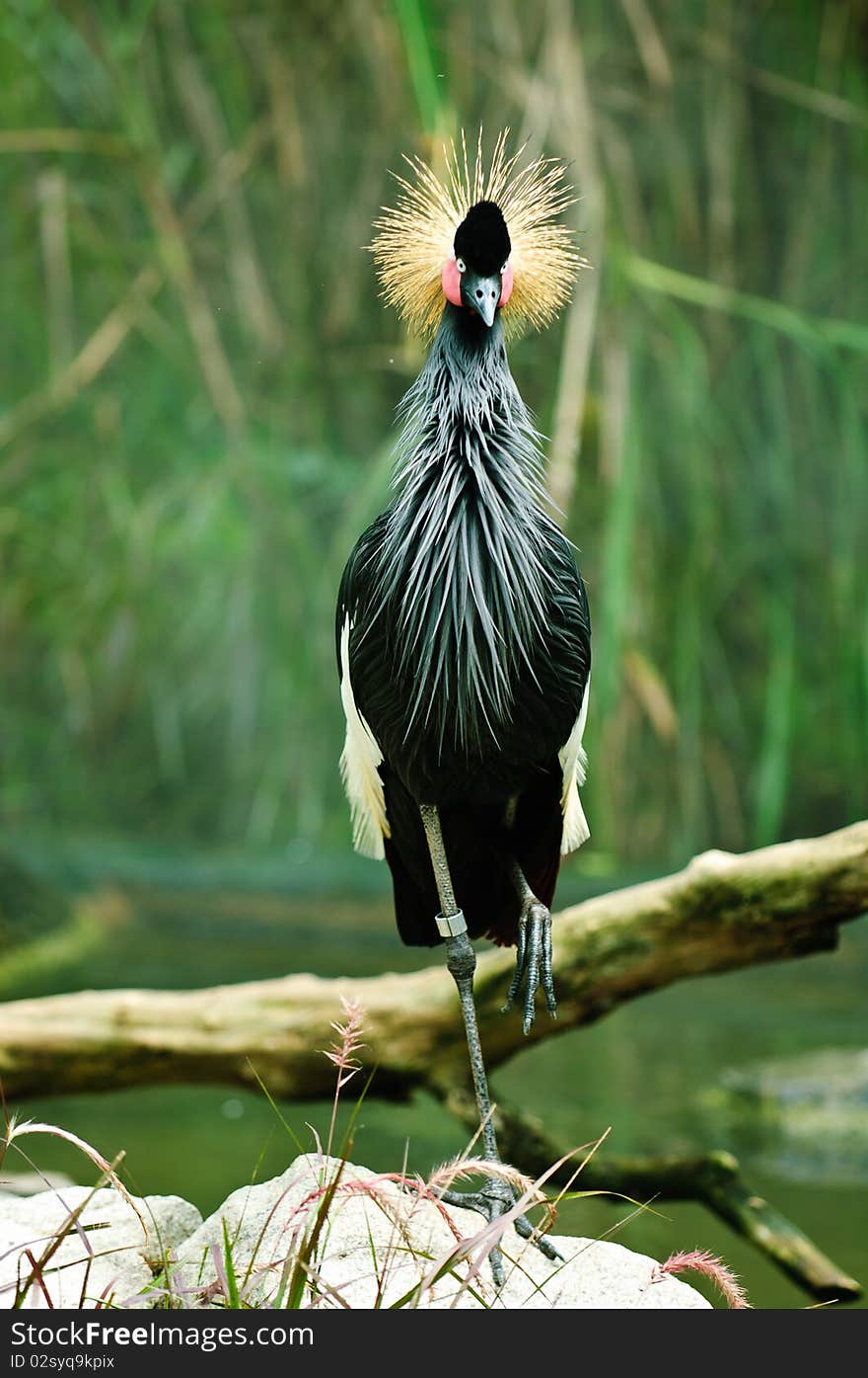 African Crowned Crane (Balearica regulorum)