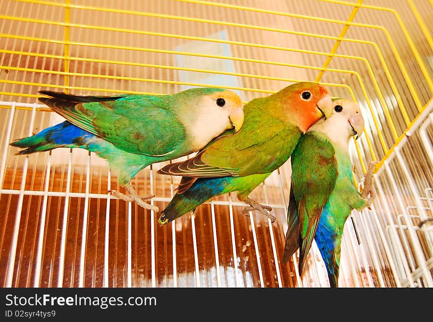 Colorful pet parrots in cage. Colorful pet parrots in cage