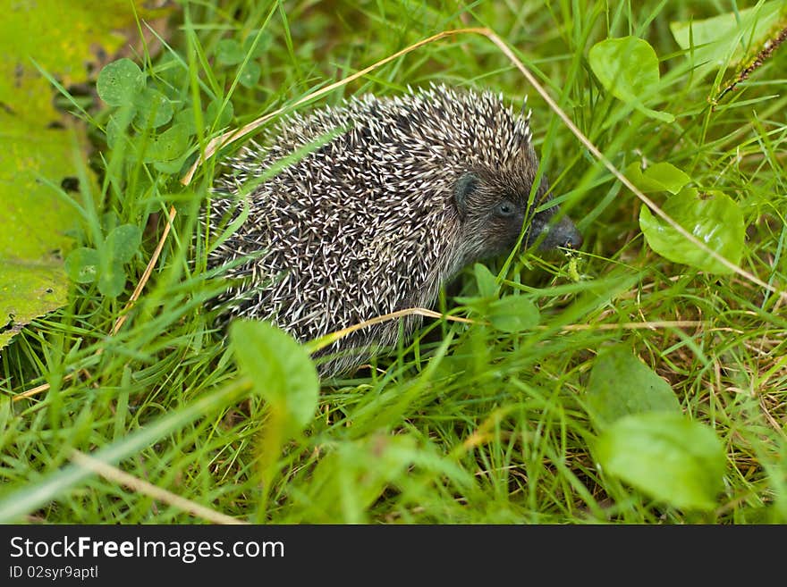 Hedgehog in the grass