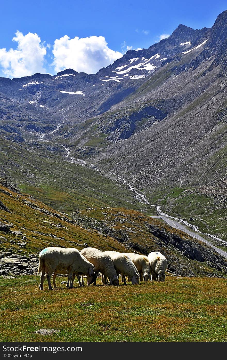 Sheep in the mountains - Alps, Austria