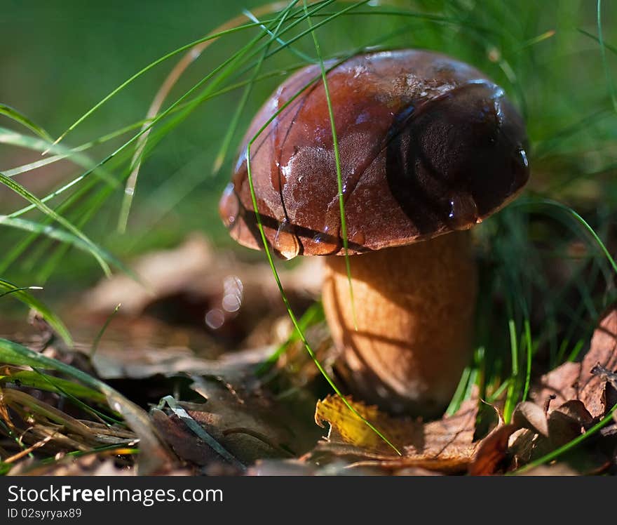 Edible mushroom after rain close up