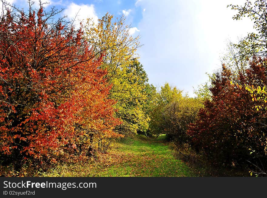 The beauty of autumn in the forest