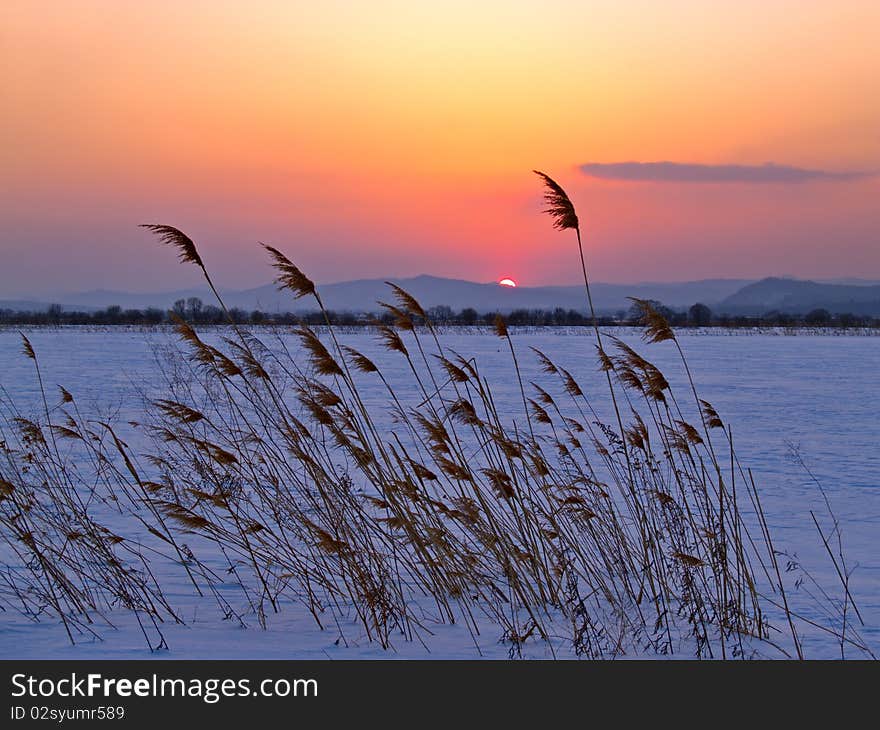 Winter decline in the field