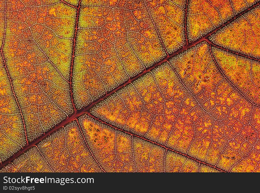 Autumn leaf