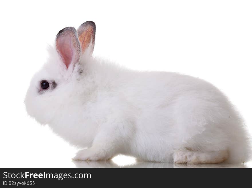 Side view of a white little rabbit on white background