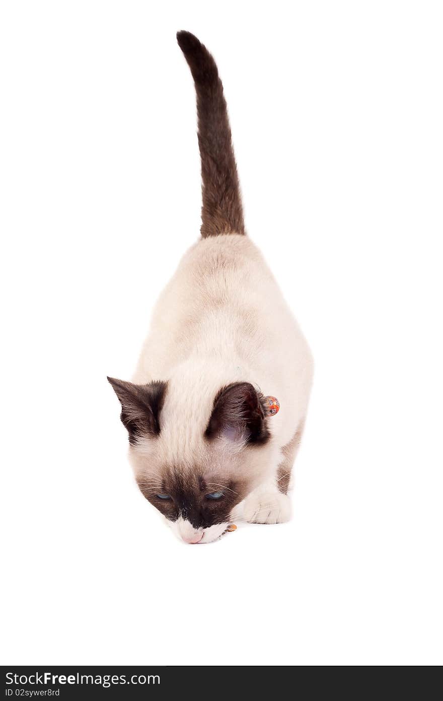 A purebred, Snowshoe Lynx-Point Siamese kitten eating over white